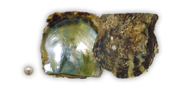 真珠貝の種類｜あこや貝・白蝶貝・黒蝶貝・マベ貝など