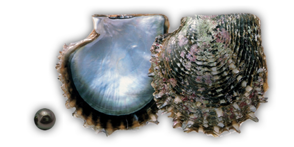 真珠貝の種類｜あこや貝・白蝶貝・黒蝶貝・マベ貝など